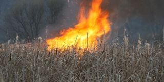 风暴带来的巨大火焰烧毁了森林草原上的干草和灌木。火在自然界，自然灾害