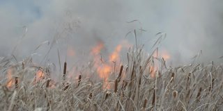 森林草原野火冒出浓烟。燃烧干草和灌木丛。由火焰燃烧的干芦苇