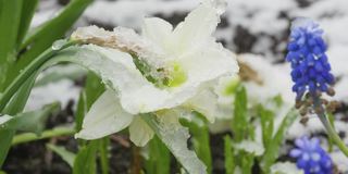 白色的水仙花在雪地里的花园里开着