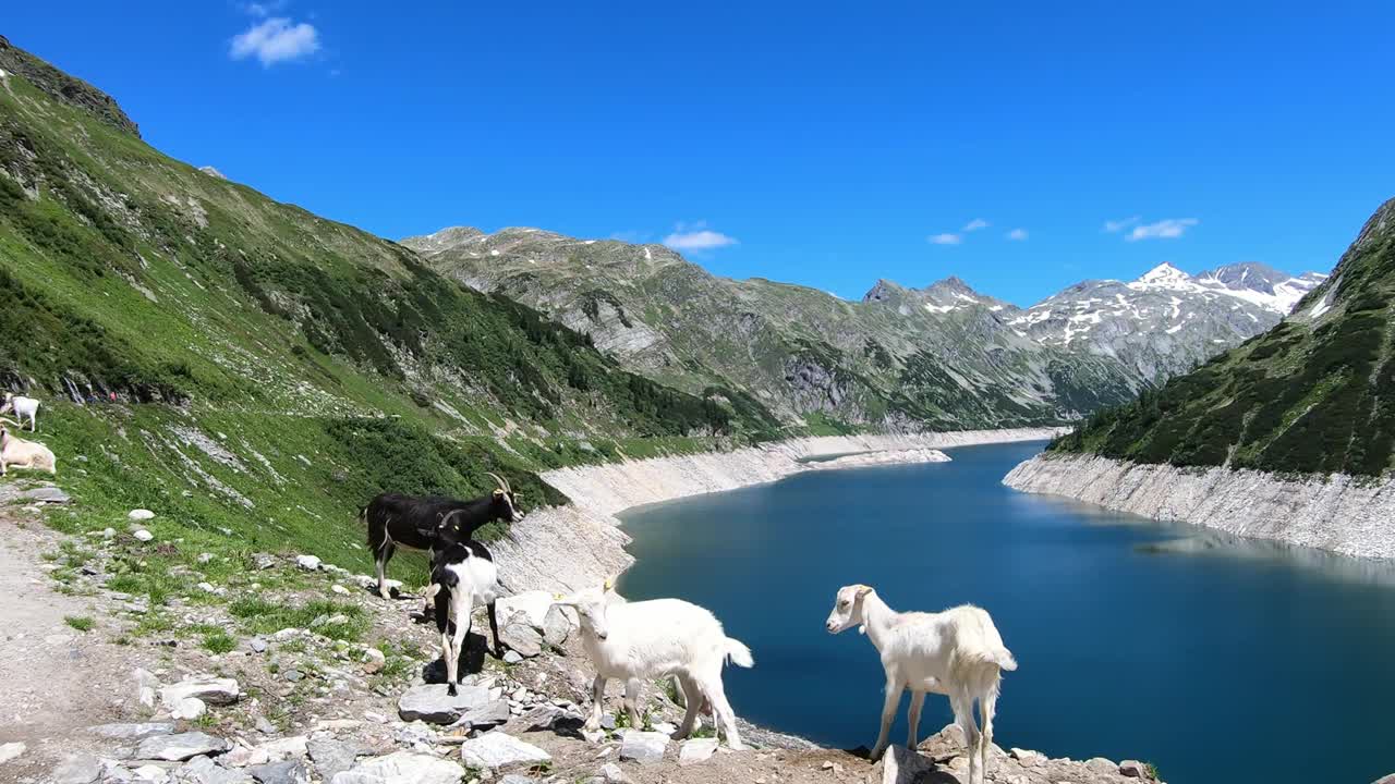 几只山羊在奥地利卡林西亚Koelnbrein大坝的人工湖岸边玩耍。大坝被高山积雪覆盖的山峰包围着。这个湖是深蓝色的。自然能源