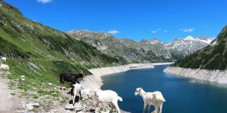 几只山羊在奥地利卡林西亚Koelnbrein大坝的人工湖岸边玩耍。大坝被高山积雪覆盖的山峰包围着。这个湖是深蓝色的。自然能源