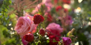 玫瑰园在粉红色和红色的花朵美丽的灯光