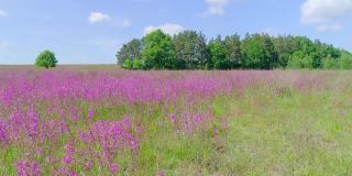 五彩缤纷的草地，姹紫嫣红。在一个阳光明媚的夏日里，草地上盛开着紫罗兰和粉红色的花朵。