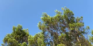 夏日的森林。针叶树常绿茂密的冷杉树，地中海松树映衬着晴朗的蓝天。田园诗般的自然景观。