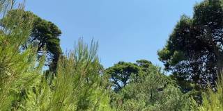夏季的针叶林。针叶树常绿茂密的冷杉树，地中海松树映衬着晴朗的蓝天。田园诗般的自然景观。