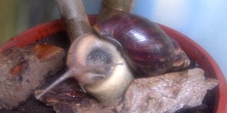 阿查蒂娜蜗牛