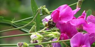 一只蜜蜂在粉红色的花朵上与一只大黄蜂搏斗