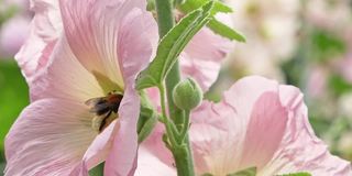 大黄蜂在五颜六色的花束里寻找蜂蜜