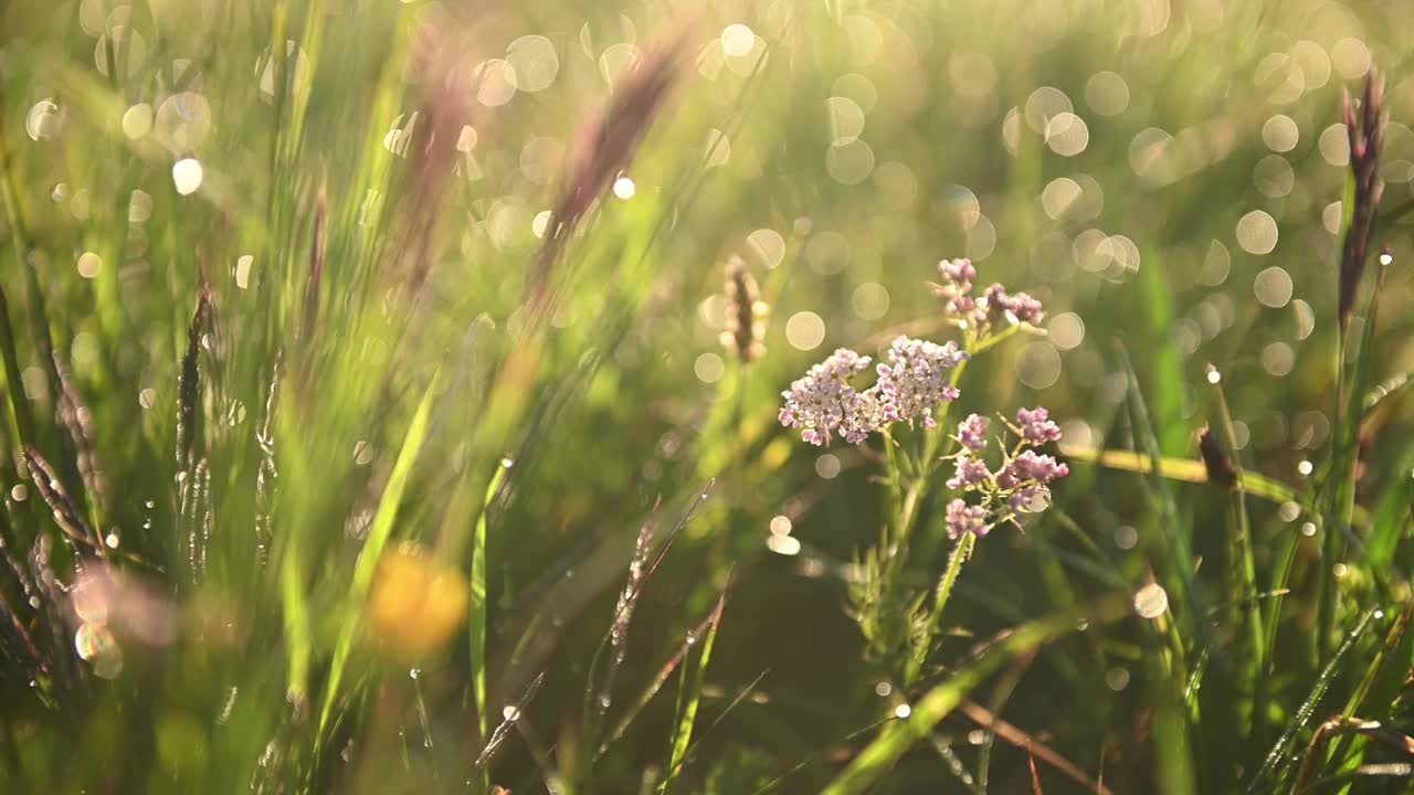 一片高山野花在初升的阳光下带着露珠，慢镜头，自然模糊。