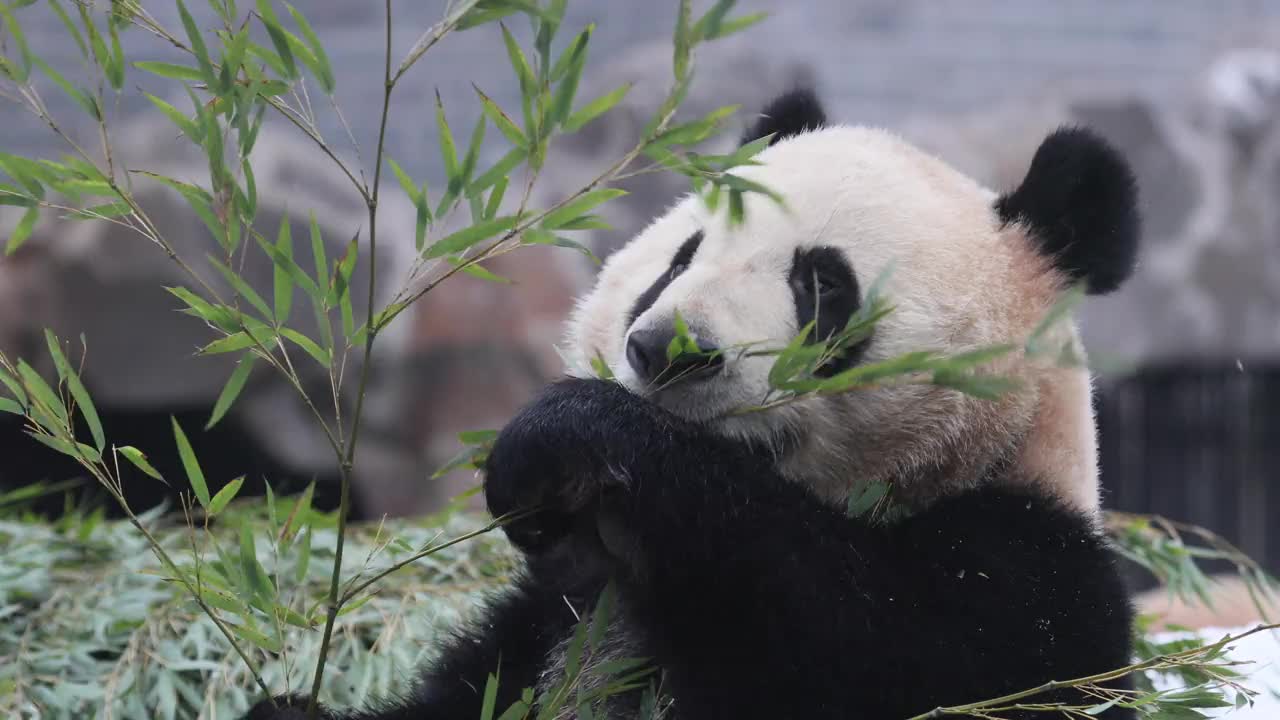 一只大熊猫在冬天吃竹子周围下雪。