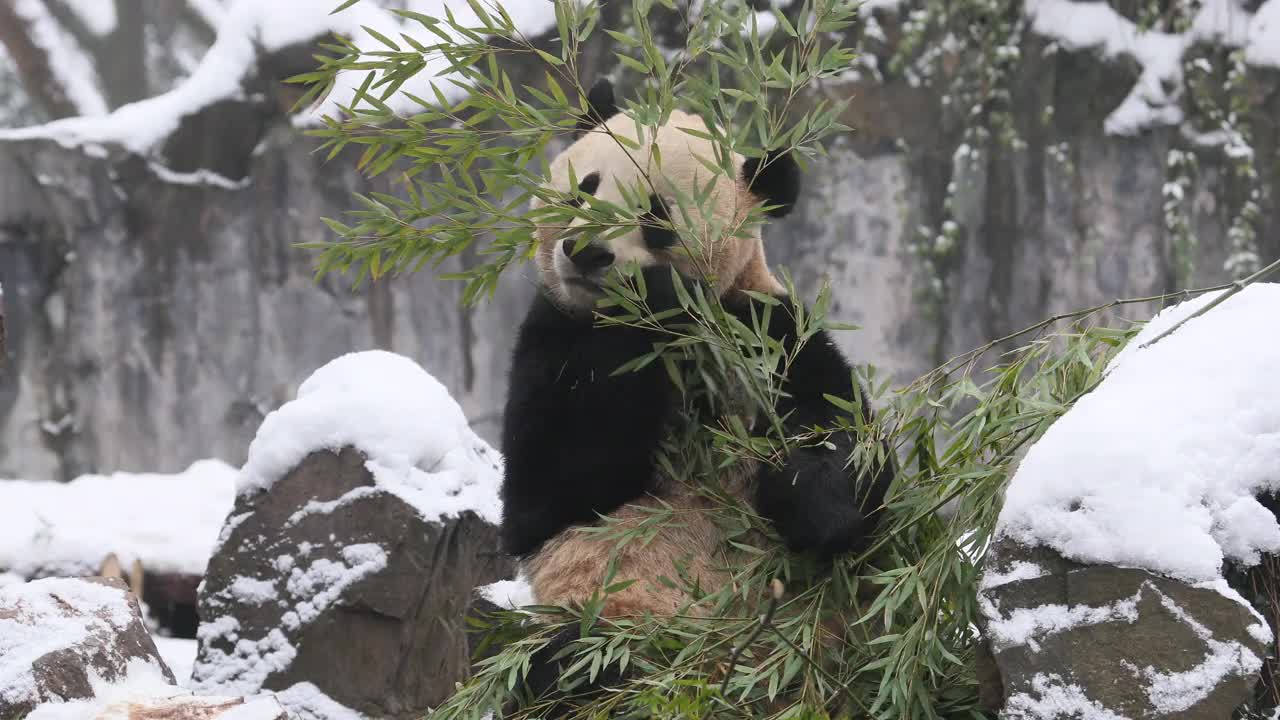 一只大熊猫在冬天吃竹子周围下雪。