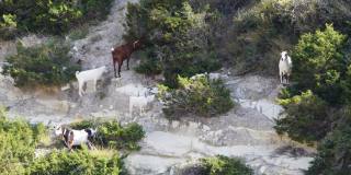 悬崖附近的山羊，岩羚羊家族和后代。山顶上的野生岩羚羊。大自然中的野生动物