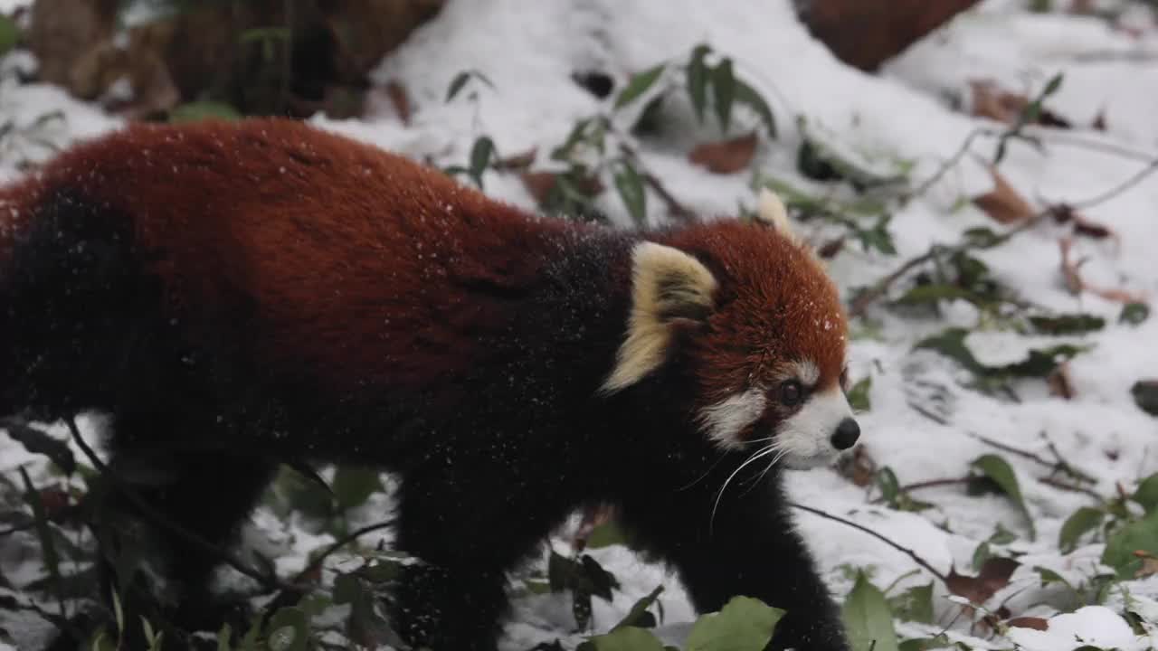 跟随小熊猫(Ailurus fulgens)在冬天的雪地里散步。