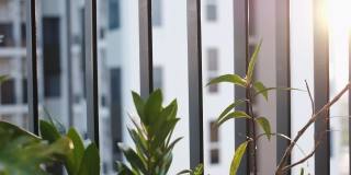 家花园，裁剪图像浇水棕榈植物在家里的阳台上，小舒适的花园在公寓，园艺绿色世界概念，拯救地球4k