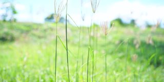 夏季阿尔卑斯山草地上的野花。洋甘菊、羽扇豆等花草在蓝天下迎风摇曳