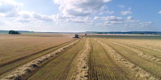 谷物收割机收割小麦的过程。有谷类作物的大片田野。季节性的农活，务农活动。航空摄影。