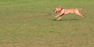 慢镜头跑步棕色狗取球在郊区悉尼公园新南威尔士澳大利亚