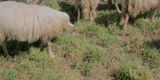 一群羊在吃草