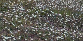 白色的雏菊领域