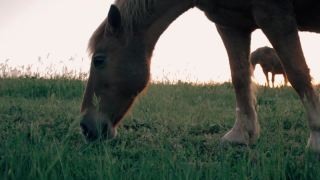 日落时在草地上吃草的马视频素材模板下载