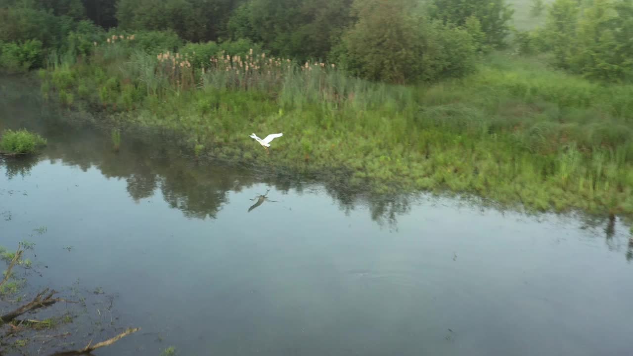 苍鹭在无人机拍摄的湖面上漫步