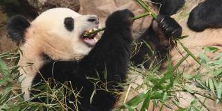 一只正在吃竹子的大熊猫。