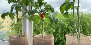 女性手收割番茄，植株生长在窗台上。公寓家花园
