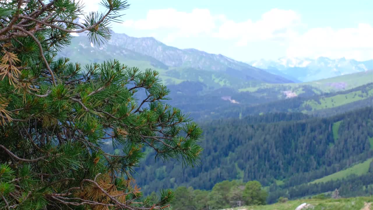 山的风景。高加索山脉四周都是松树。