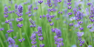 近距离的美丽盛开的薰衣草在风中摇曳。在普罗旺斯薰衣草紫色芳香的花。