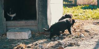 三只有趣的小黑狗在院子里的狗屋附近散步