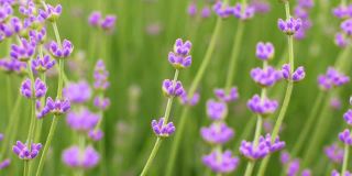 近距离的美丽盛开的薰衣草在风中摇曳。在普罗旺斯薰衣草紫色芳香的花。