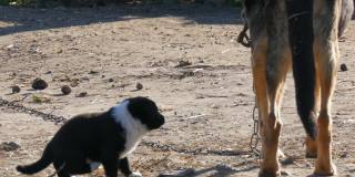 狗拴在链子上，像一只牧羊犬，她的小黑狗在她旁边。狗妈妈和她的小狗