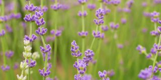 美丽盛开的薰衣草在风中摇曳。普罗旺斯的薰衣草紫色芳香花。