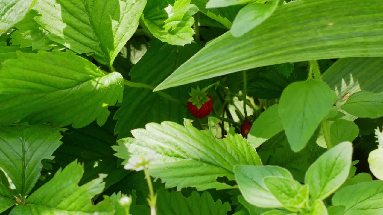 一位农妇在采摘成熟的草莓。夏天，一位妇女从绿色的灌木丛中采摘红色的草莓。