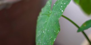 在季风季节，雨滴落在树叶上的特写镜头