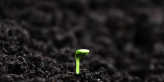 发芽种子在地面农业中生长春夏交替，发芽，种植在温室农业中