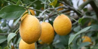 很多成熟的柠檬。在柠檬温室的树上收获成熟多汁的柠檬。花园里成熟的水果