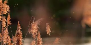 日落时，芦苇莺在芦苇丛上歌唱