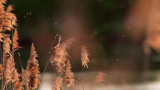 日落时，芦苇莺在芦苇丛上歌唱视频素材模板下载