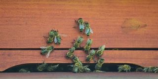 蜂房，侧视图，蜜蜂到达蜂房。景深浅，选择性聚焦。