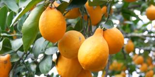 在柠檬温室里，树上挂着许多成熟的黄柠檬。柠檬的花园。关闭视图