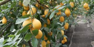 在柠檬温室里，树上挂着许多成熟的黄柠檬。柠檬花园