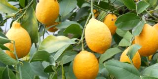 一棵柠檬树上有大量成熟的柠檬。在柠檬温室的树上收获成熟多汁的柠檬。花园里成熟的水果