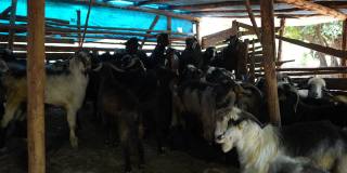 山羊在市场上为祭祀节等待买主。