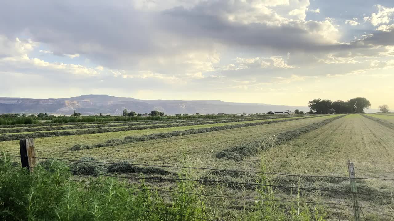 完美的一排排刚割下的干草在日落的科罗拉多州西部，无人机视图