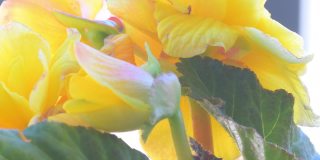 近景黄色秋海棠花。4 k的片段