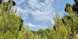夏季的针叶林树木。针叶树常绿茂密的冷杉、云杉、地中海松树映衬着晴朗的蓝天。田园诗般的自然景观针叶林。美丽的绿色的大自然。