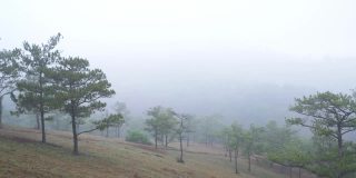 山上的松林景色笼罩着晨雾
