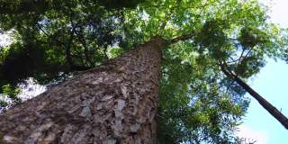 森林里的一棵大松树。大树旋转。低角度的观点