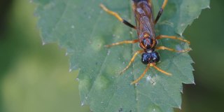 爱沙尼亚，一只棕色甲虫在树叶上爬行
